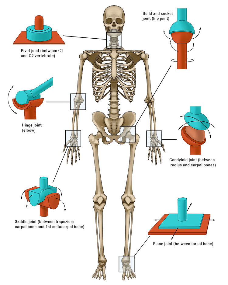 Below is where you will find some of the key synovial joints
